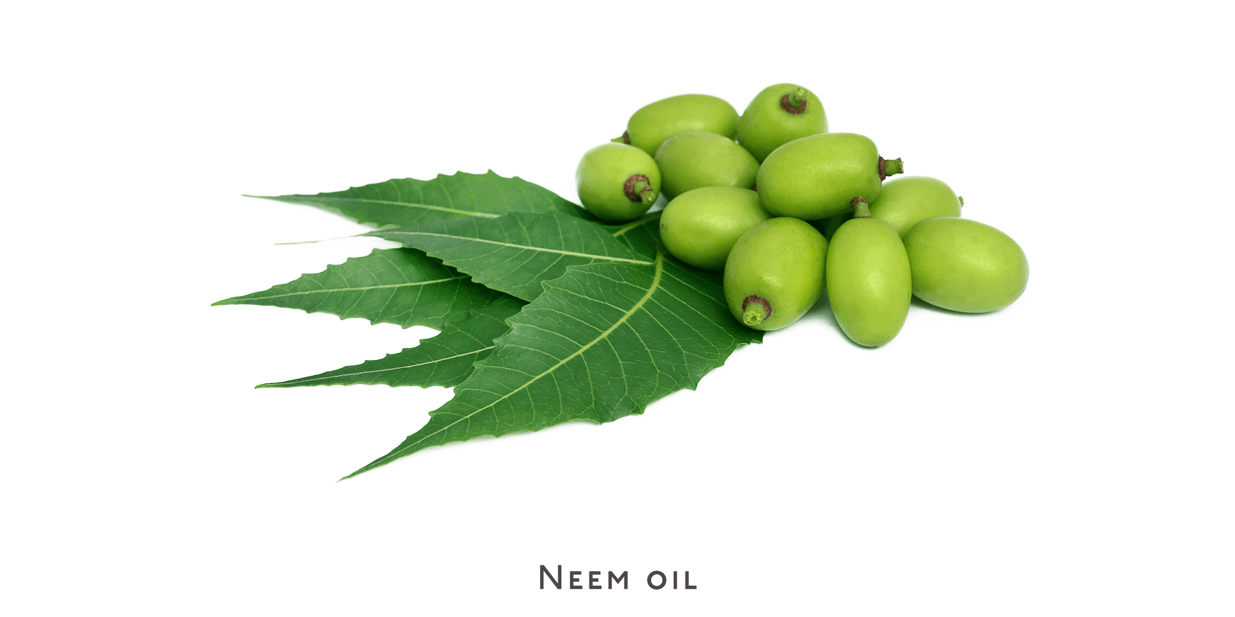 Shampoo - oily hair - Nuebar
